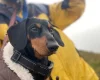 Dachshund (Miniature Smooth Haired)