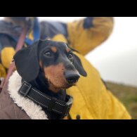 Dachshund (Miniature Smooth Haired)
