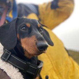 Dachshund (Miniature Smooth Haired)