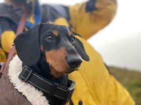 Dachshund (Miniature Smooth Haired)