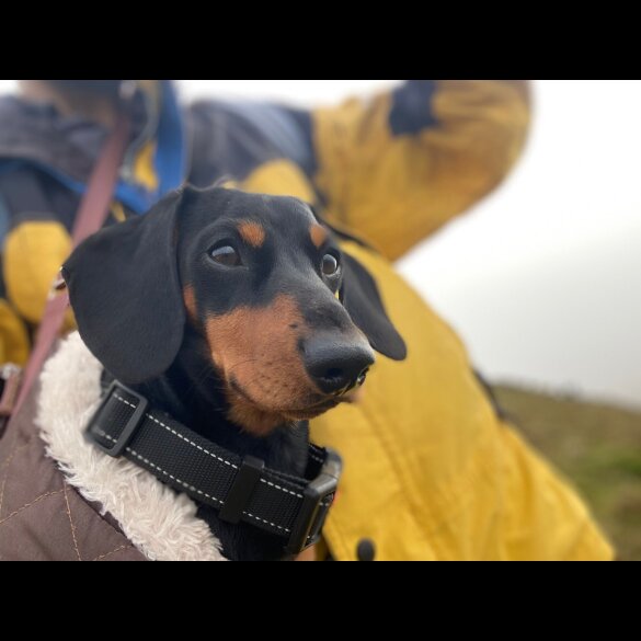 Dachshund (Miniature Smooth Haired)