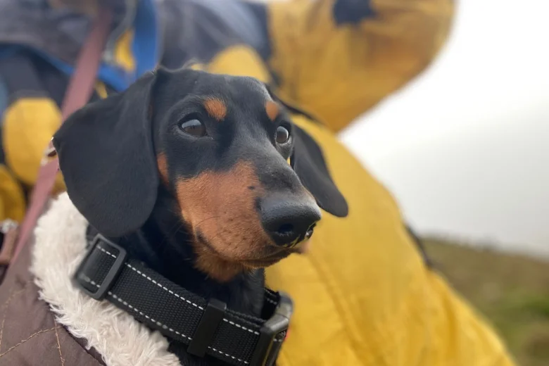 Dachshund (Miniature Smooth Haired)