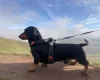Dachshund (Miniature Smooth Haired)