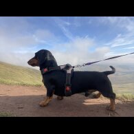 Dachshund (Miniature Smooth Haired)