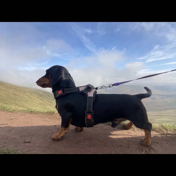 Dachshund (Miniature Smooth Haired)