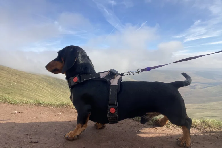 Dachshund (Miniature Smooth Haired)
