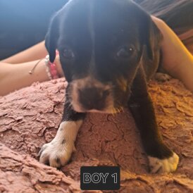 Mixed Breed