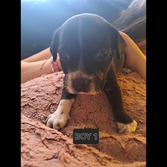Mixed Breed