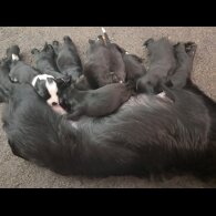 Mixed Breed