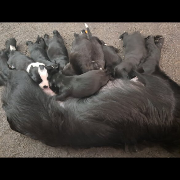 Mixed Breed