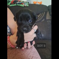 Mixed Breed