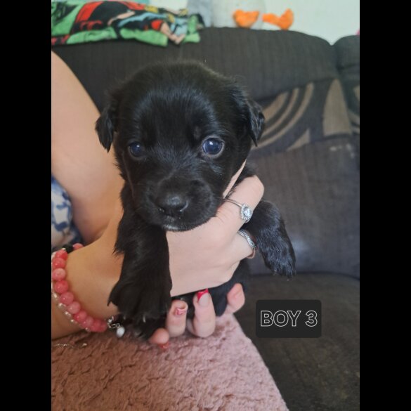 Mixed Breed