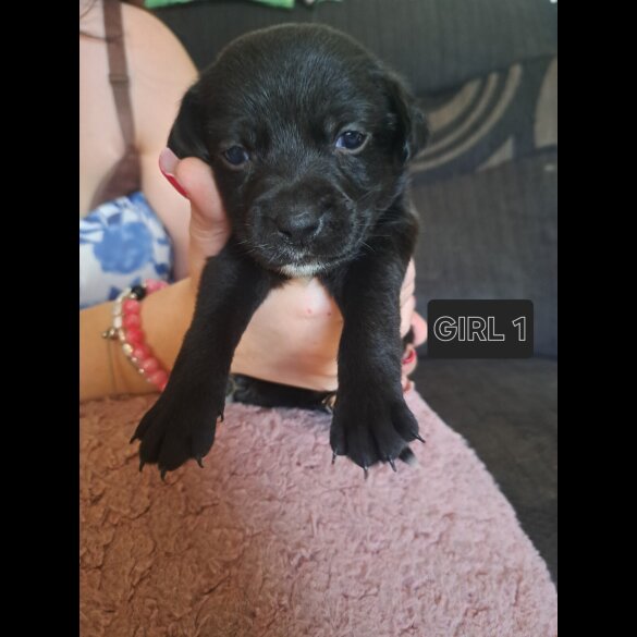 Mixed Breed