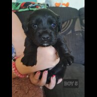Mixed Breed