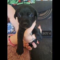 Mixed Breed