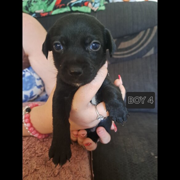 Mixed Breed