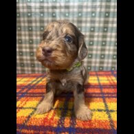 Cockapoo