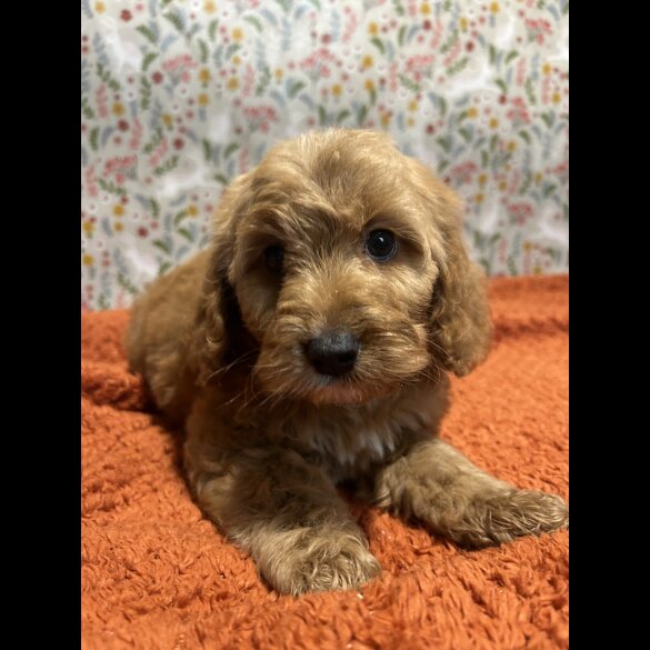Cockapoo