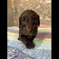 Cockapoo