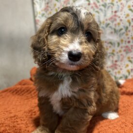 Cockapoo