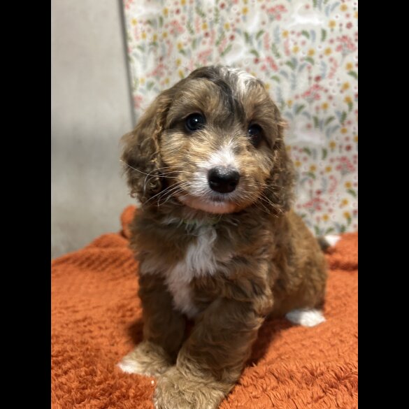 Cockapoo