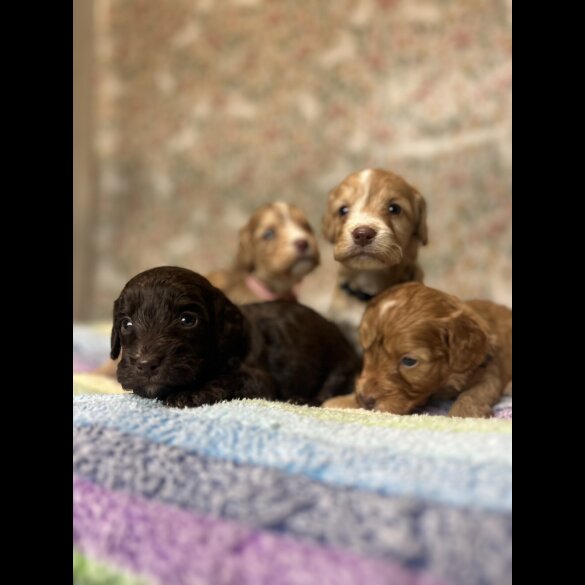Cockapoo