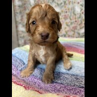 Cockapoo
