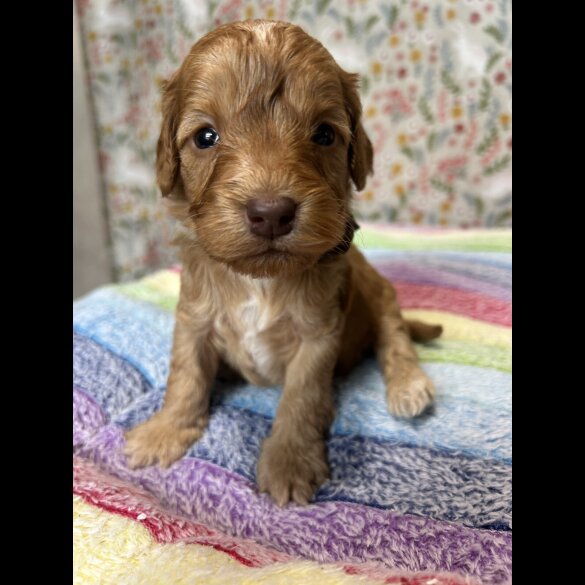 Cockapoo