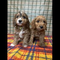 Cockapoo