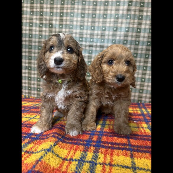 Cockapoo