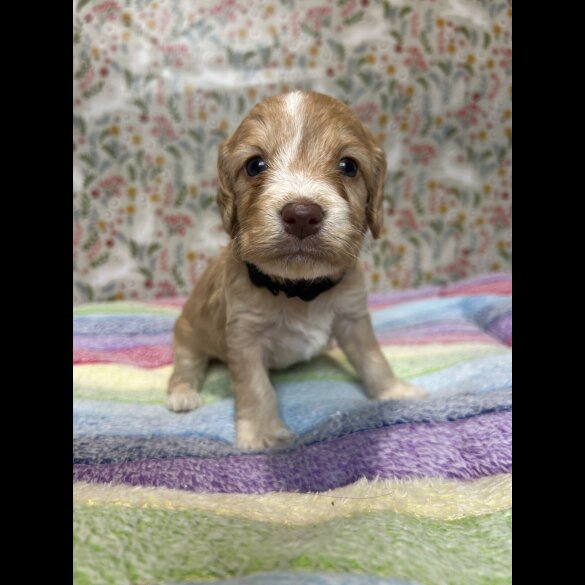 Cockapoo