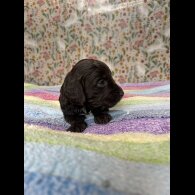 Cockapoo