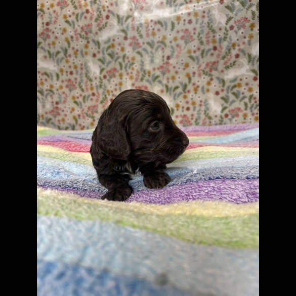 Cockapoo