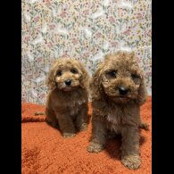 Cockapoo