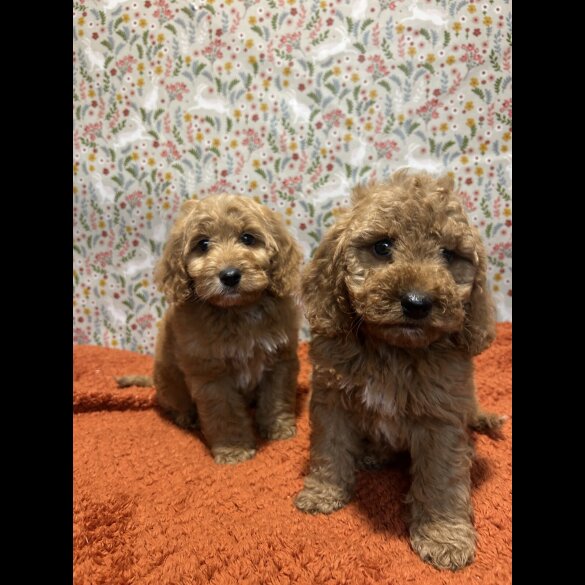 Cockapoo