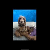 Cockapoo