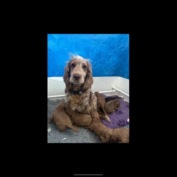 Cockapoo
