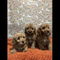 Cockapoo