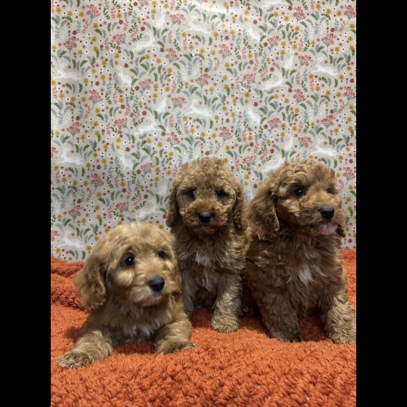 Cockapoo