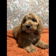Cockapoo