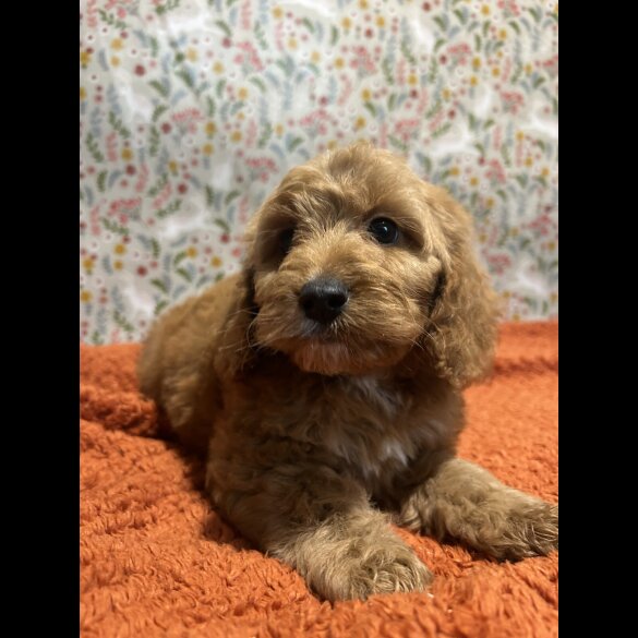 Cockapoo
