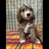 Cockapoo