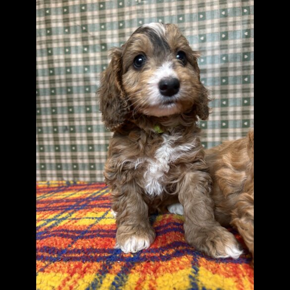 Cockapoo