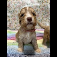 Cockapoo