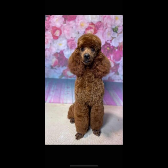 Cockapoo
