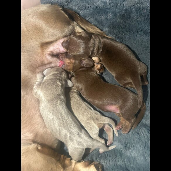 Dachshund (Miniature Long Haired) - Both