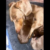 Dachshund (Miniature Long Haired) - Both