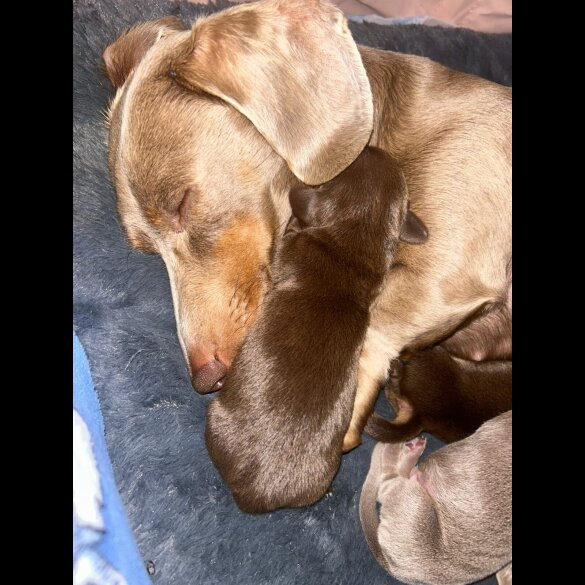 Dachshund (Miniature Long Haired) - Both