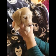 Dachshund (Miniature Long Haired)