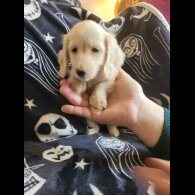 Dachshund (Miniature Long Haired)